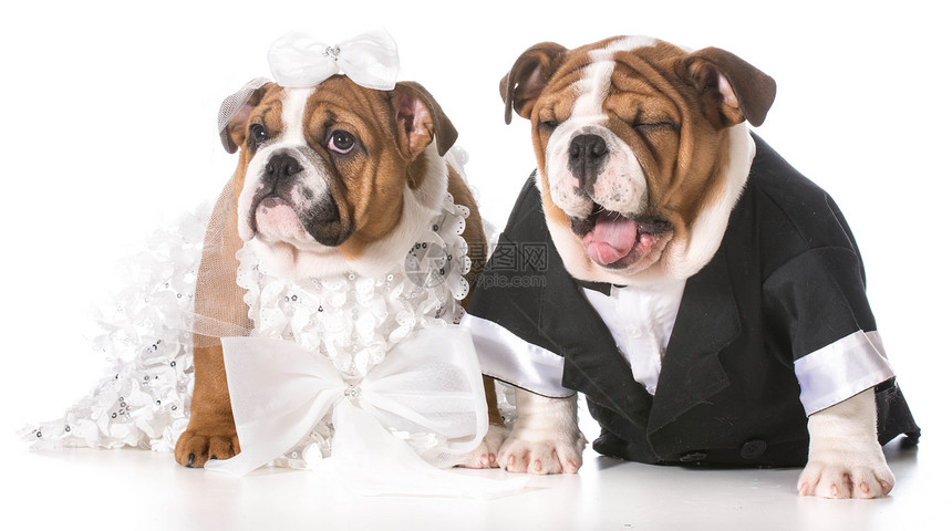 养狗新娘和新郎庆典夫妻反射婚姻婚礼周年丈夫戏服斗牛犬白色图片