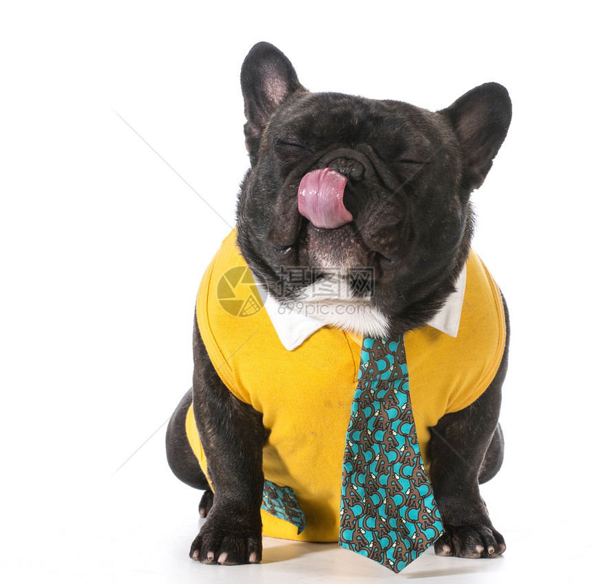 法国男斗牛犬斑点情感戏服舌头小狗黄色领带人性化白色犬类图片