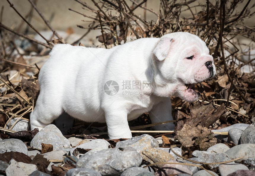 野外小狗狗在玩小狗树叶斗牛犬咀嚼犬类玩耍宠物图片