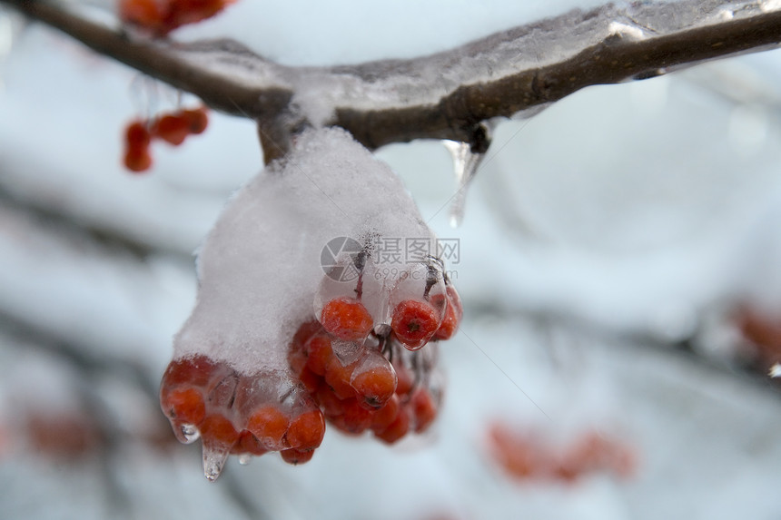 冻红莓冰白色植物森林枝条宏观冰晶新年对象绿色浆果图片