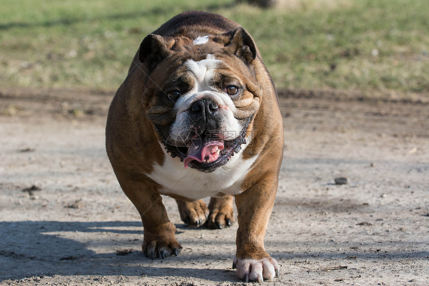 英语斗牛犬斗牛犬喜悦活力斑点宠物运动微笑犬类耳朵跑步图片