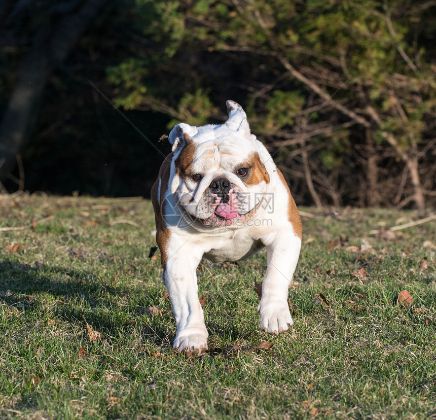 英国斗牛犬在跑宠物喜悦舌头纯种狗犬类速度跑步图片