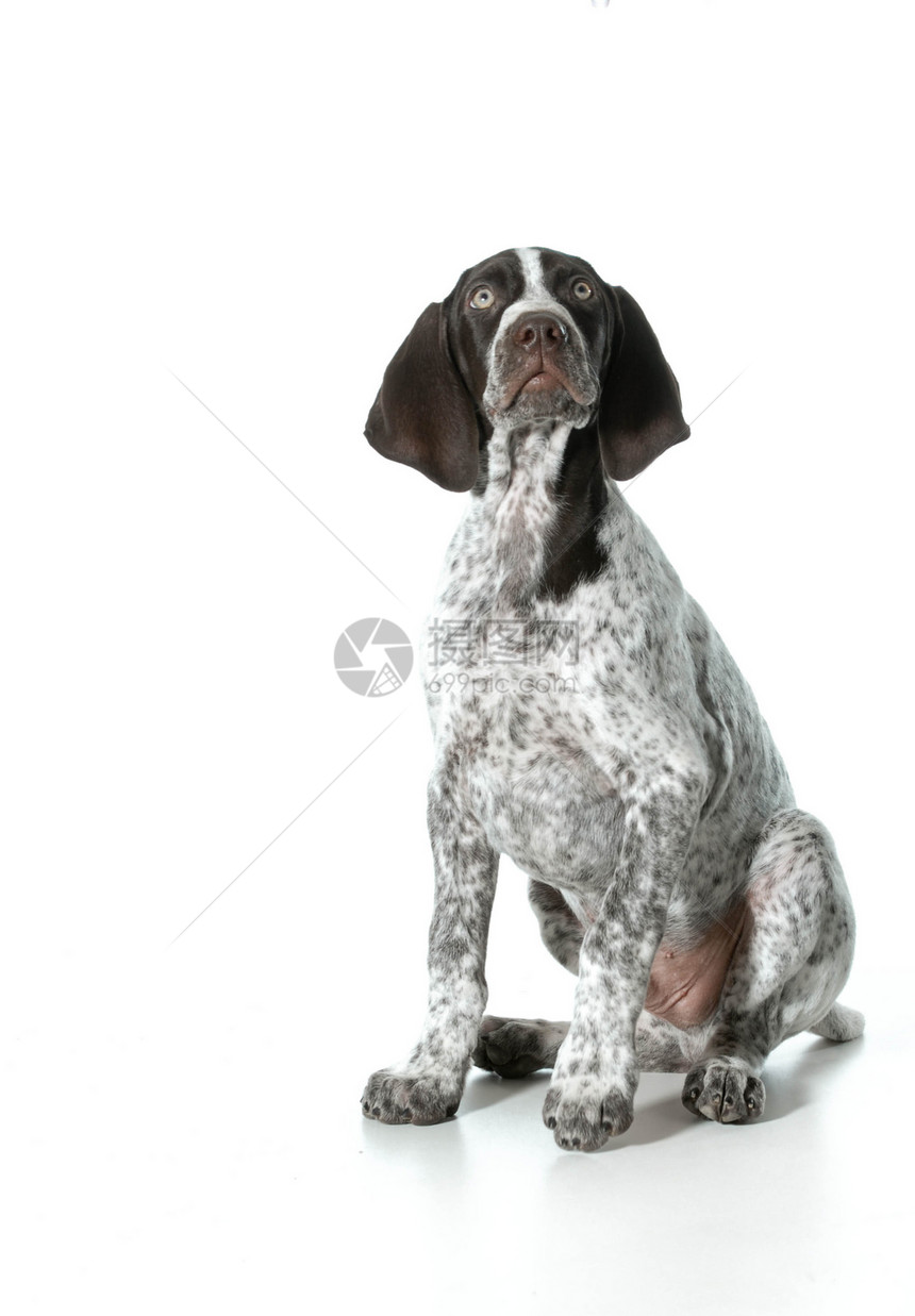 德国短头发指针小狗动物宠物白色有素反射犬类男性短发短毛男生图片