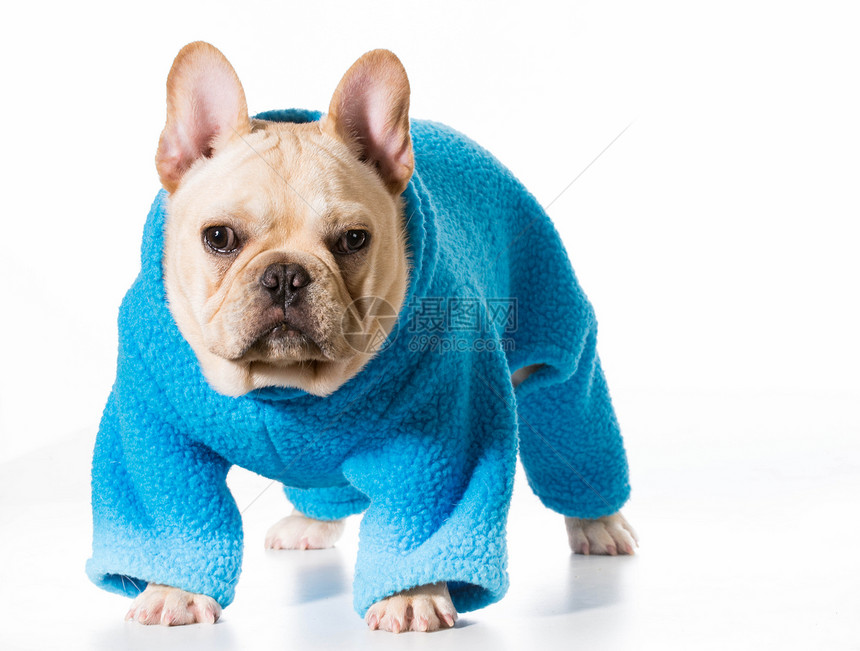 穿外套的狗天气季节夹克蓝色工作室小狗家畜动物白色犬类图片