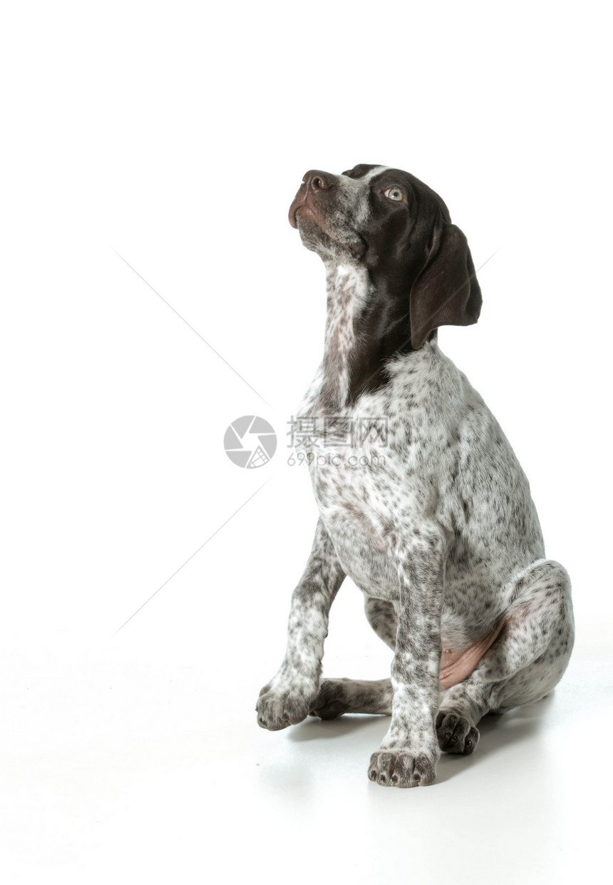 德国短头发指针小狗有素男性短发犬类反射动物短毛男生工作室宠物图片