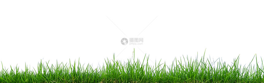 青草草地植物场地绿色草皮环境图片