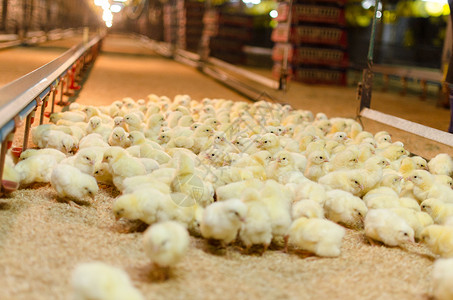 一大群新孵化的鸡 在养鸡场上新生团体鸟类小鸡黄色家禽生长农场婴儿暴民背景