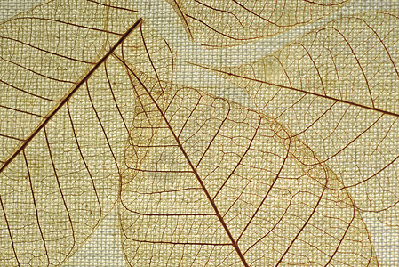 叶叶脉叶子植物学白色静物织物脆弱性纹理植物背景图片