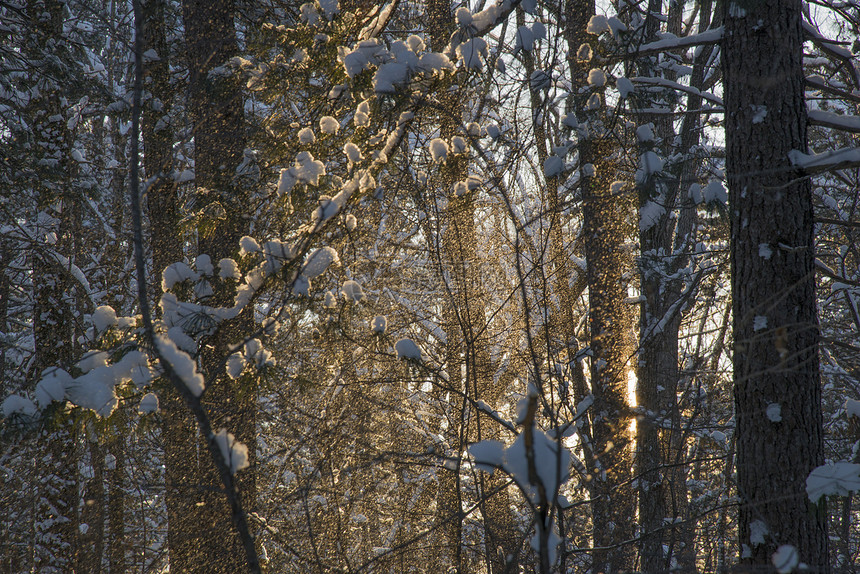 清晨的阳光照耀着树上的落雪图片