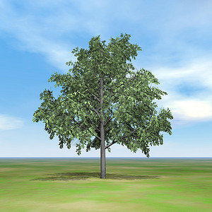 布拉希奇顿树高清图片
