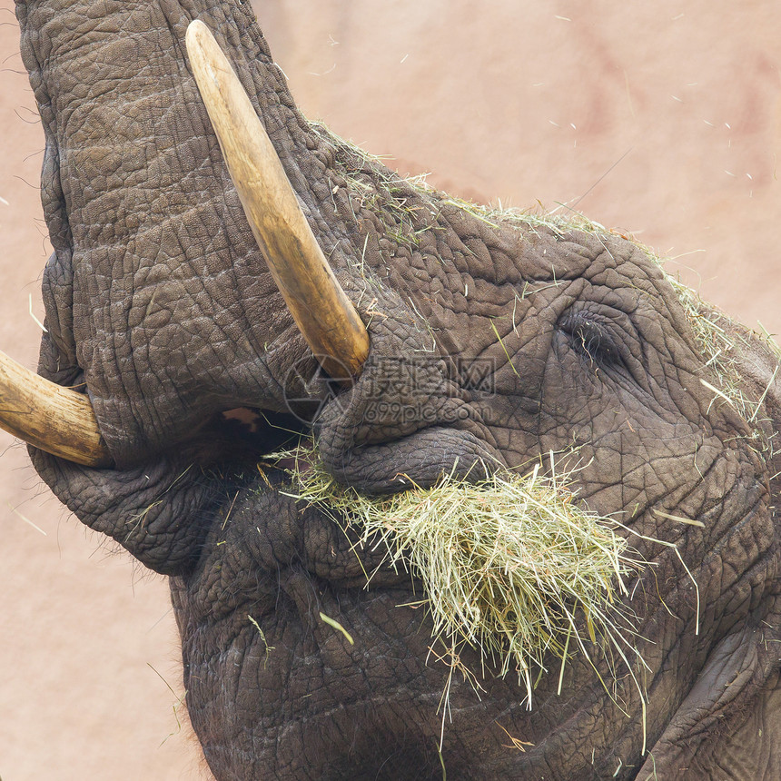 食草大象树干力量黏土灰色野生动物动物荒野绿色獠牙图片
