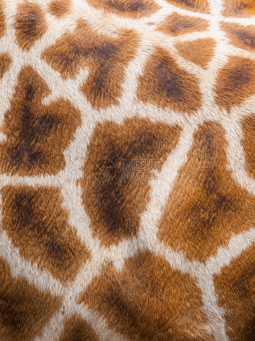 长颈鹿的真皮皮皮皮皮革动物园耳朵斑点皮肤哺乳动物食草鼻子脖子鼻孔图片