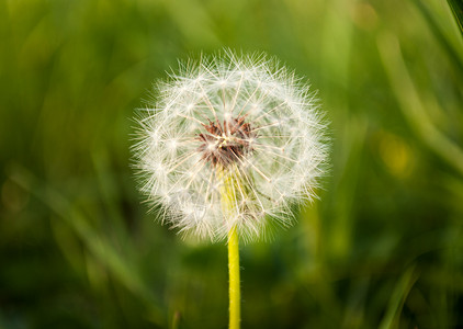 在草地中弹种子植物季节绿色白色宏观背景图片