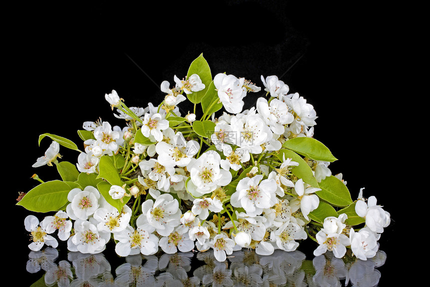 春时樱花开花植物花瓣水果投标蓝色园艺植物群柔软度压痛花园图片