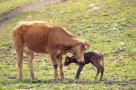 年轻的母牛出生户外高清图片