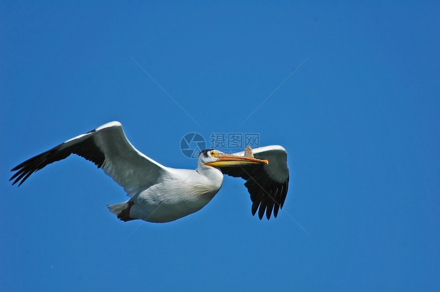 白白蚁红喉飞行荒野天空白色野生动物蓝色动物涉水图片