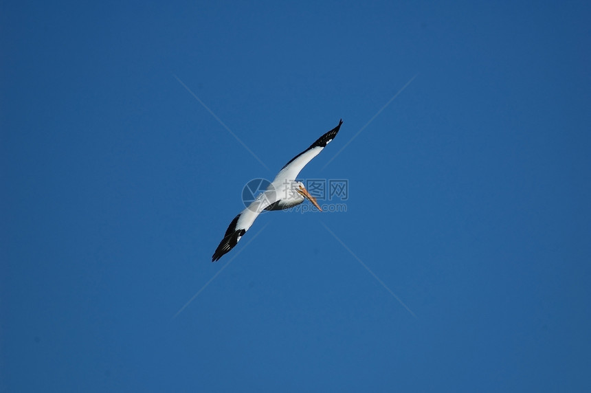 白白蚁红喉飞行野生动物荒野涉水动物天空蓝色白色图片