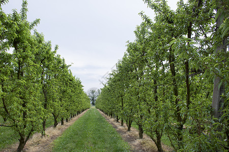 桃树排水果生物树叶树木绿色农民杂草机缘饮食农业高清图片