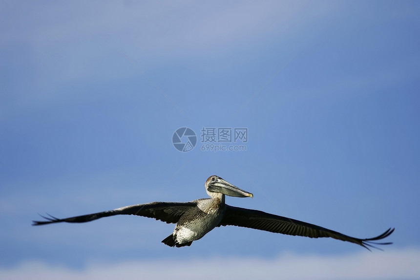 白日豹西巴群岛 飞行棕色涉水天空动物野生动物航班荒野蓝色图片