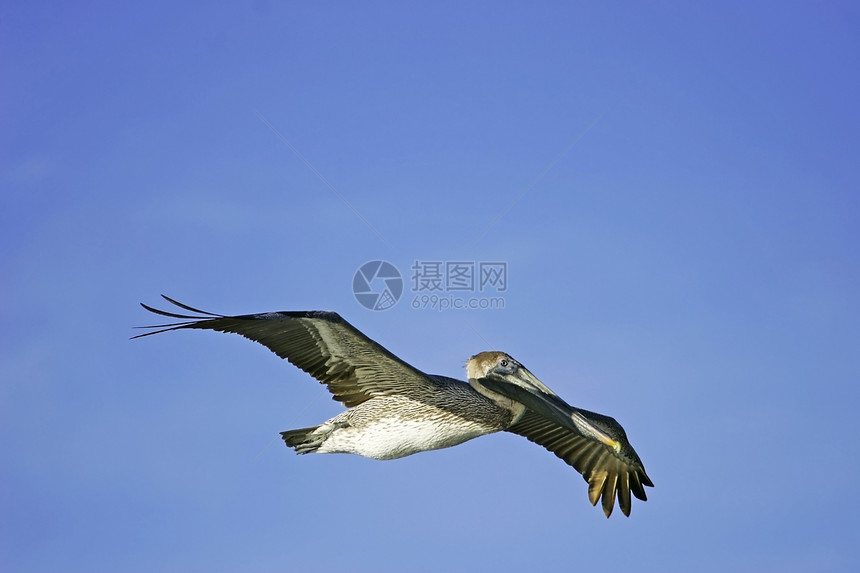 白日豹西巴群岛 飞行航班天空动物棕色荒野野生动物涉水蓝色图片