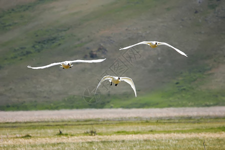 Cygnus 振动器 飞行鸟类小号水禽荒野天鹅野生动物动物背景图片