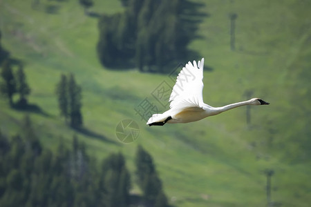 Cygnus 振动器 飞行水禽荒野野生动物小号天鹅动物背景图片