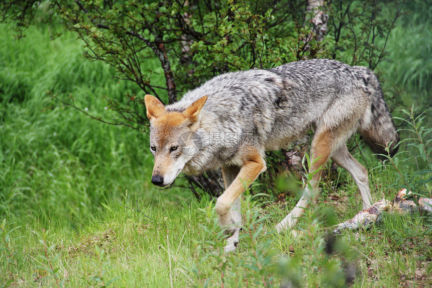 森林中的灰狼木头木材荒野森林哺乳动物捕食者动物毛皮掠夺性自然图片