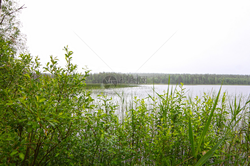 北部带湖泊的风貌丘陵地平线公园灰色林地针叶树针叶林天空松树国家图片