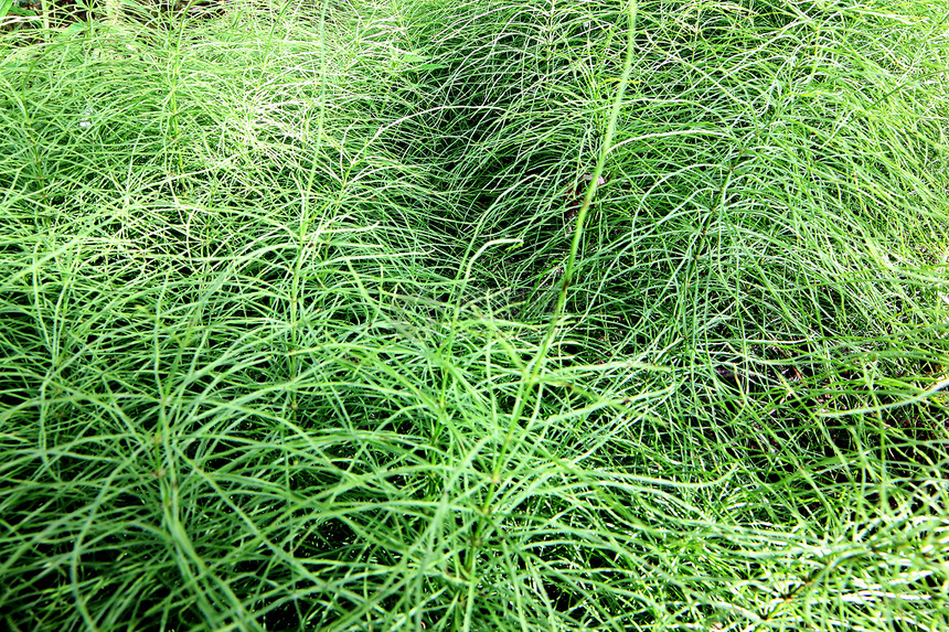 明草背景生活季节孤独墙纸叶子生长植物草地照片阳光图片