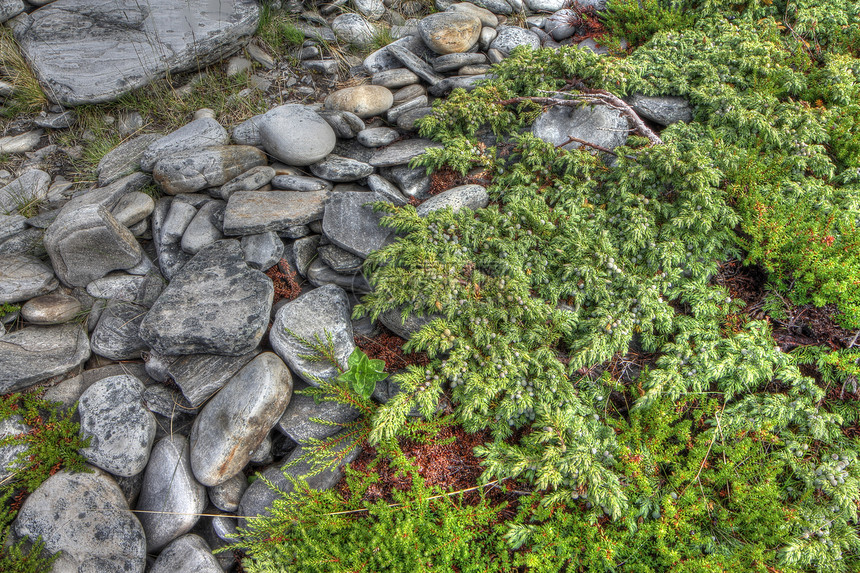 拉普兰的石块和苔稼高地石头旅行岩石生态地形植物土地宏观生长图片