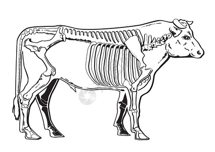 动物骨骼牛群骨架插画