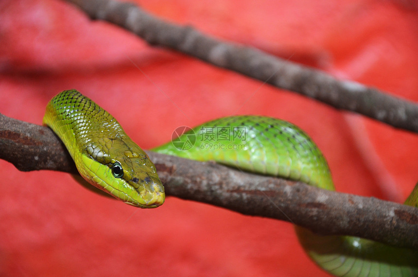 绿蛇危险热带濒危荒野情调眼睛爬虫绿色异国皮肤图片
