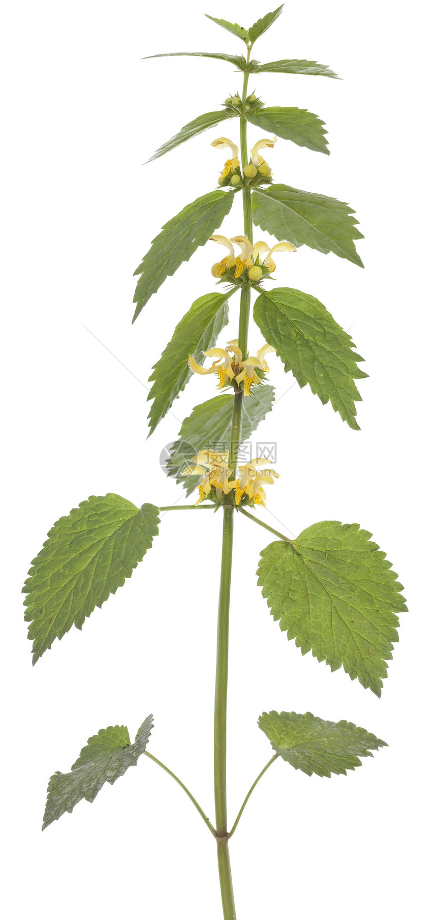 赫德斯植物群花序黄色野花叶子植物宏观图片