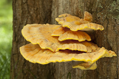Laetiporus 硫磺食物寄生虫黄色宏观橡木植物蘑菇蔬菜背景图片