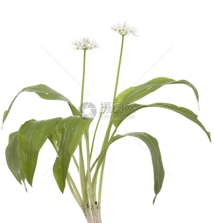 大蒜花叶子配料白色植物草本植物宏观食品植物群食物图片