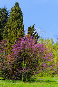 春季春天季节公园花期叶子环境天空活力植物群植物花序背景图片