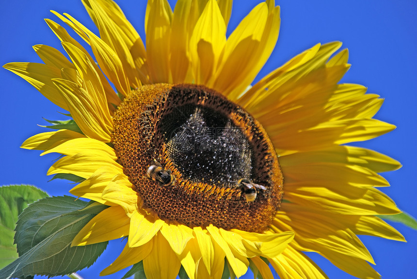 大向日葵熊蜂种子美女市场花序天空昆虫花蜜花园花艺图片