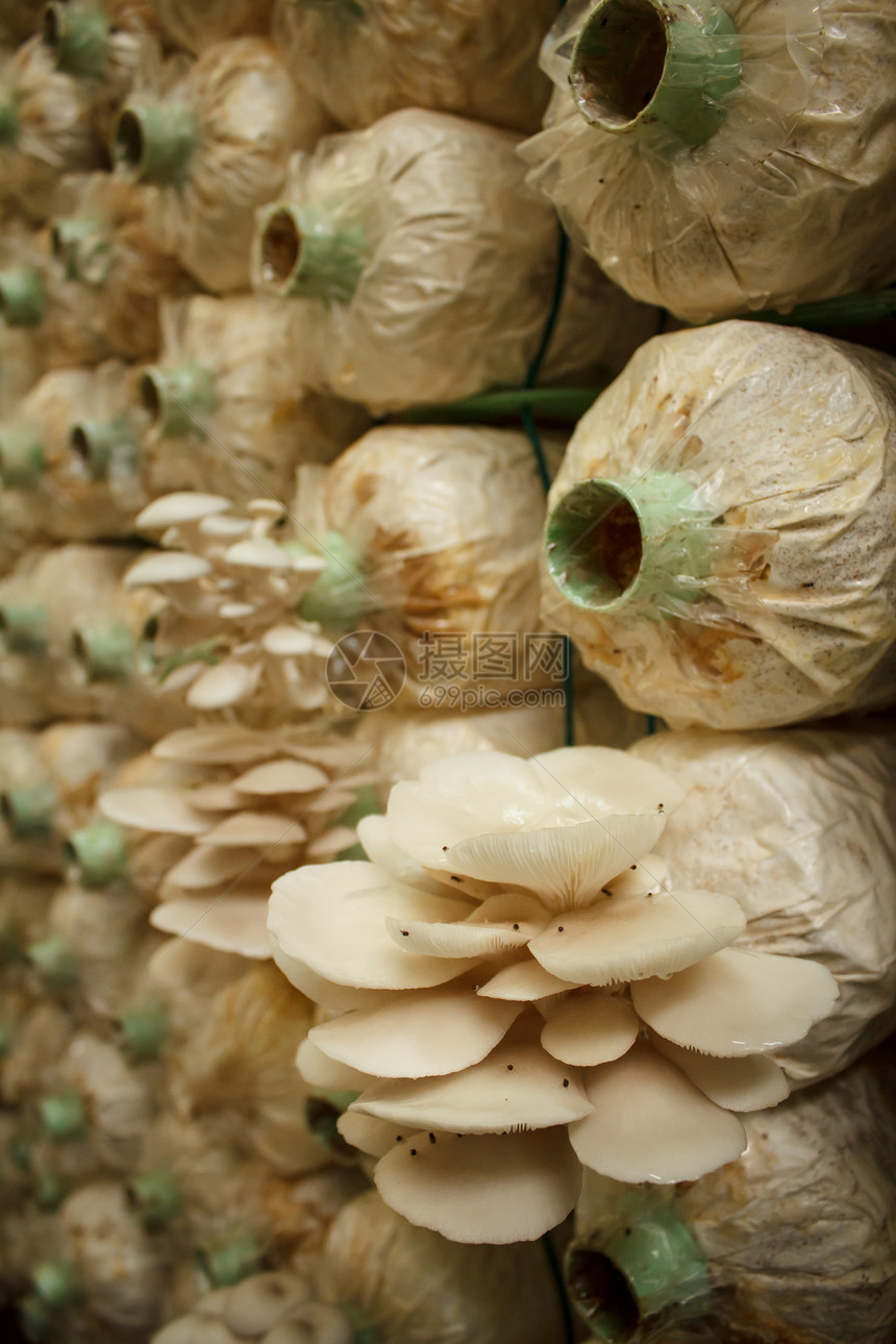 在一个近距离农场堆放蘑菇立方体栽培健康饮食蔬菜生物学卫生食物棕色白色杂货瓶子图片
