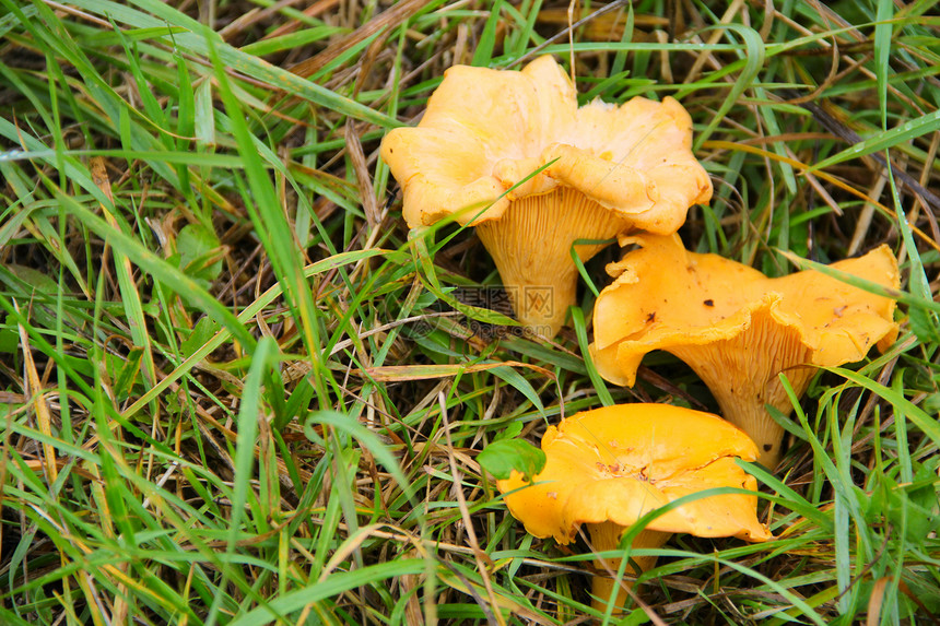 草地的香奈子橙子美食美味喇叭食物灌木丛季节菌类生长荒野图片