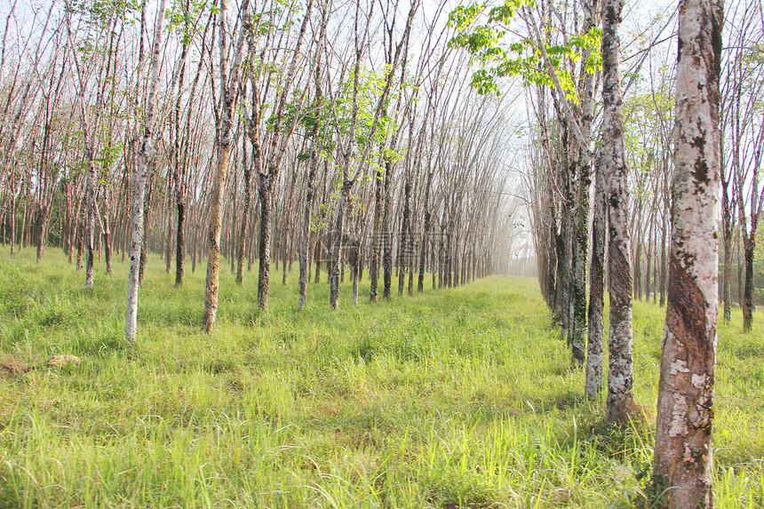 橡胶植物资源乳胶衬套松紧带生长丛林旅行森林农业树干图片