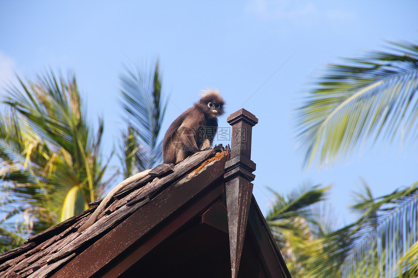 屋顶上的猴子动物野生动物栅栏少年毛皮赤霉病叶子猕猴荒野竹子图片
