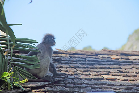 屋顶上的猴子猿猴丛林马夫毛皮哺乳动物灵长类少年动物野生动物荒野背景图片