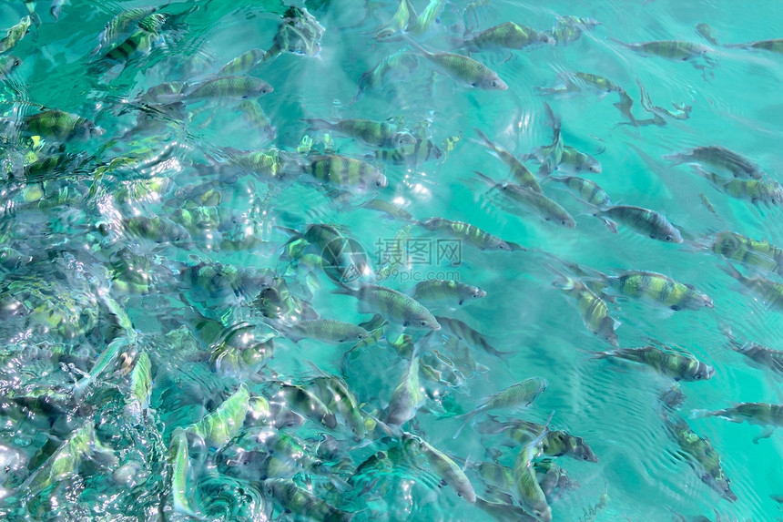 水中的热带鱼类珊瑚条纹殖民地蓝色野生动物呼吸管息肉异国旅行荒野图片