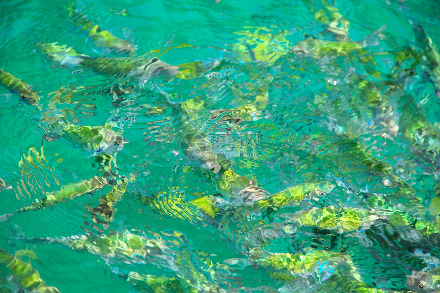 水中的热带鱼类条纹潜水野生动物异国黄色海洋息肉荒野旅行珊瑚图片