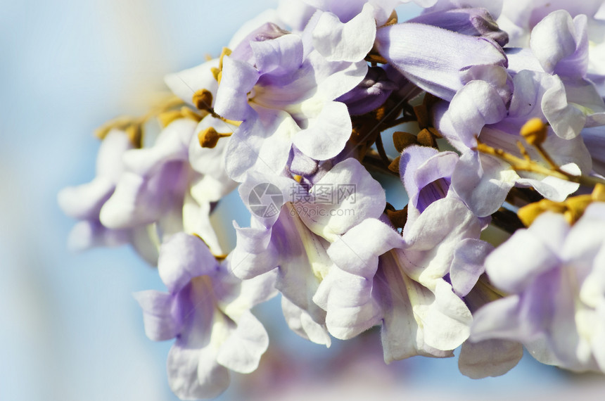 保洛诺尼亚植物环境天空紫色生长毛质季节小枝图片