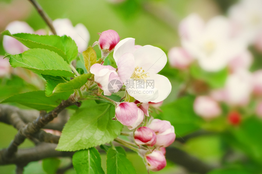 春花植物脆弱性园艺图片