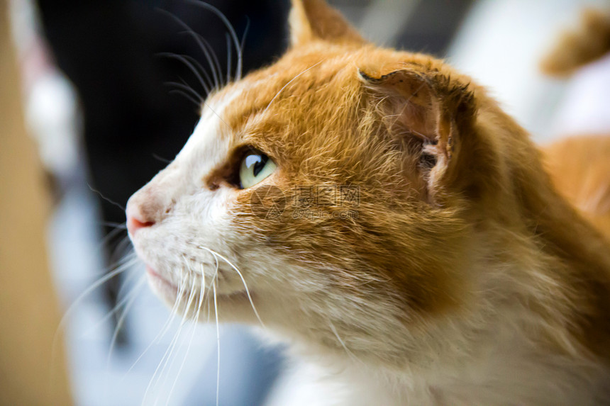 红猫悲伤哺乳动物毛皮生活老化小猫展览药品成人鼻子图片