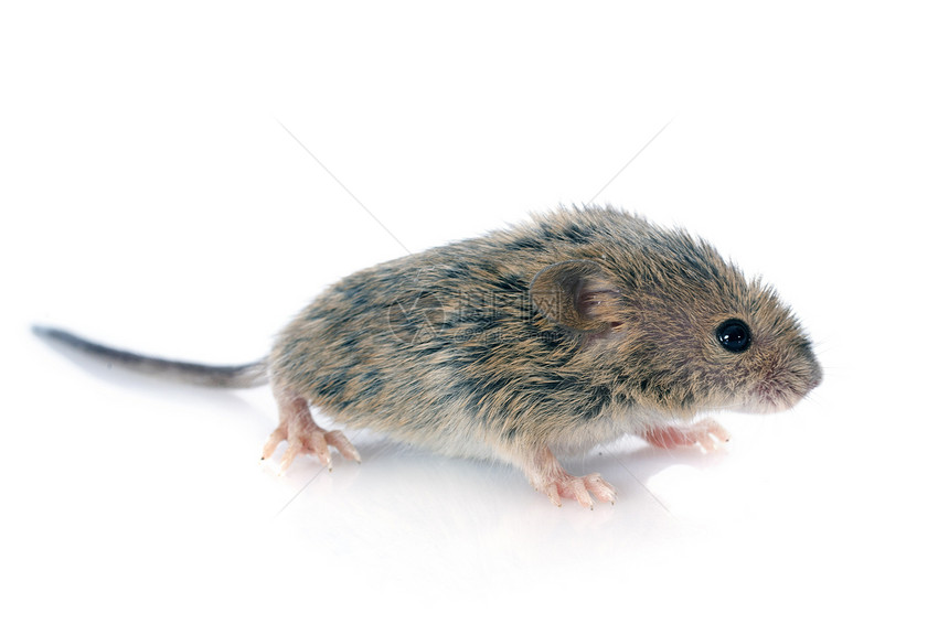 婴儿小鼠动物野生动物工作室灰色田鼠老鼠图片