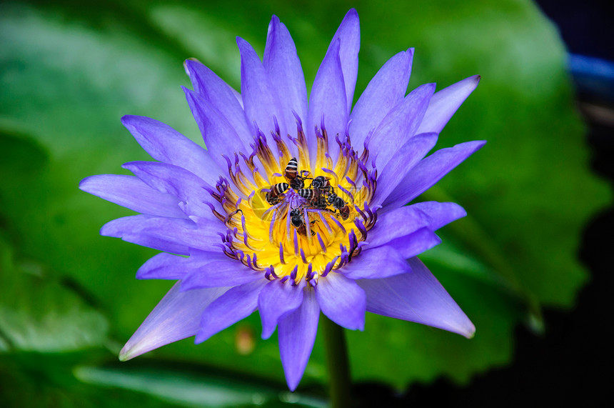 紫色水底热带花瓣叶子宗教百合季节荷花植物群冥想环境图片