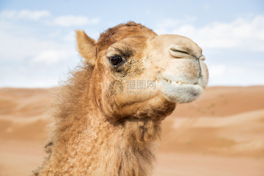 阿曼瓦伊巴骆驼天空哺乳动物旅行婴儿旱谷动物干旱假期沙丘图片